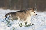 ALASKAN MALAMUTE 313
